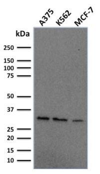 RPA2 Antibody