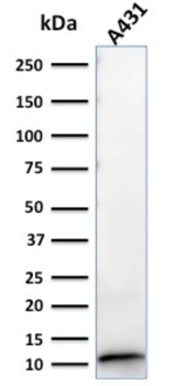 S100A2 Antibody