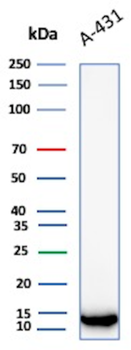 S100A2 Antibody