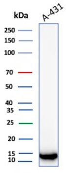 S100A2 Antibody