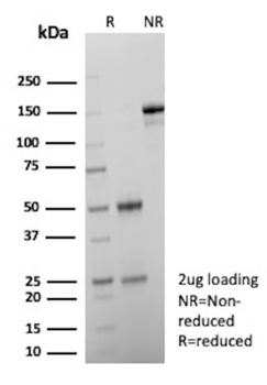 S100A2 Antibody