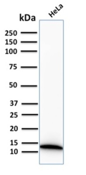 S100A4 Antibody
