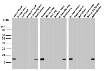 S100A4 Antibody