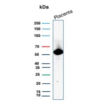 SLC2A1 Antibody