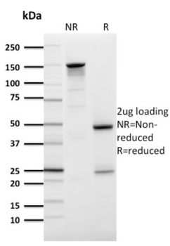 SLC2A1 Antibody
