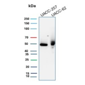 SOX10 Antibody