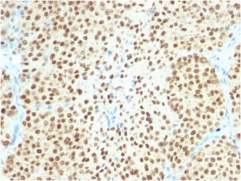 SOX10 Antibody