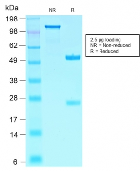 SOX10 Antibody