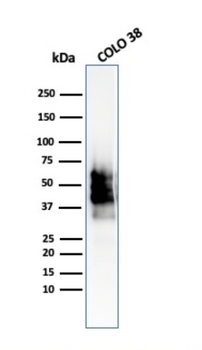 SOX10 Antibody