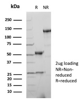 SOX10 Antibody