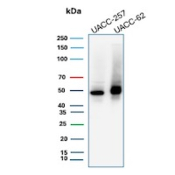 SOX10 Antibody