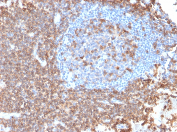 SPN Antibody