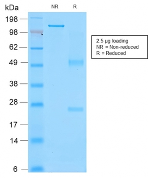 SPN Antibody
