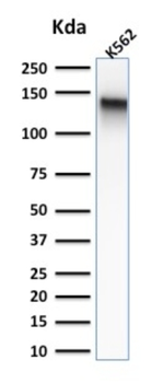 SPN Antibody