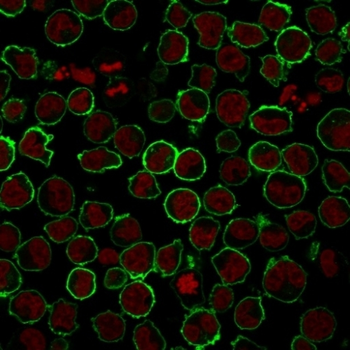 SPN Antibody