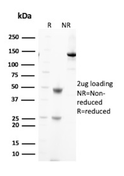 SPN Antibody