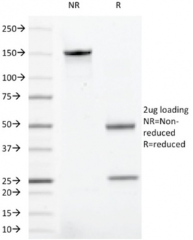 SPN Antibody