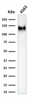 SPN Antibody