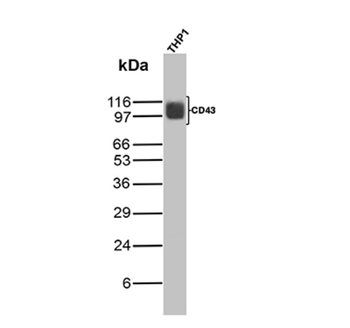 SPN Antibody