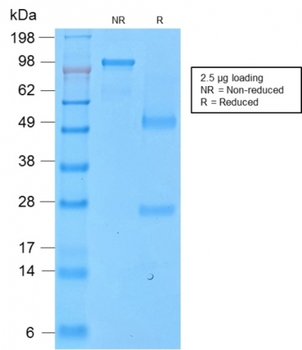 SPN Antibody