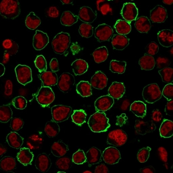SPN Antibody
