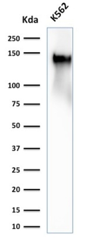SPN Antibody