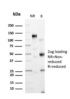 SPN Antibody