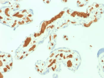 SPTA1 Antibody