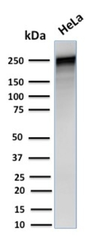 SPTA1 Antibody