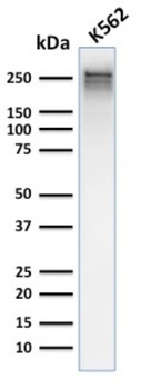 SPTA1 Antibody