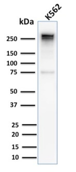 SPTA1 Antibody