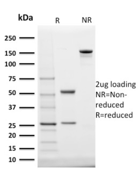 STAR Antibody