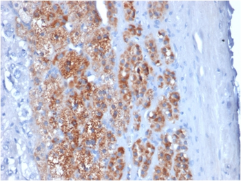 STAR Antibody