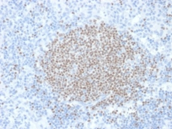 SULT1E1 Antibody