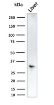 SULT1E1 Antibody