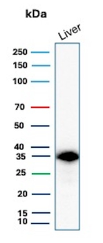 SULT1E1 Antibody