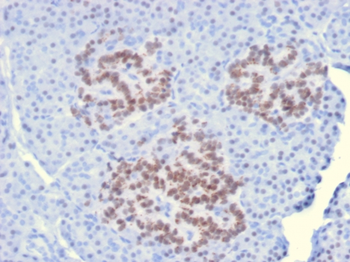HNF1A Antibody