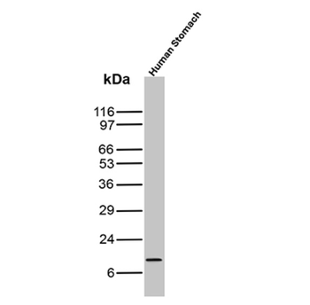 TFF1 Antibody