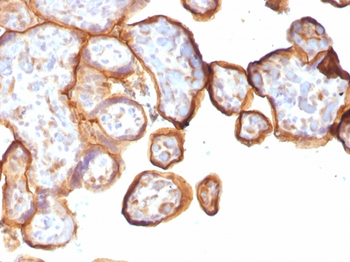 THBD Antibody