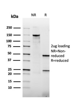 THBD Antibody