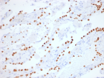 NKX2-1 Antibody