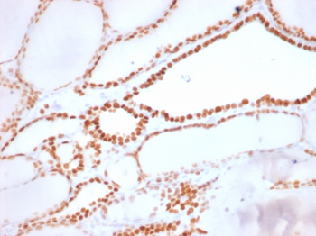 NKX2-1 Antibody