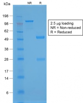 NKX2-1 Antibody