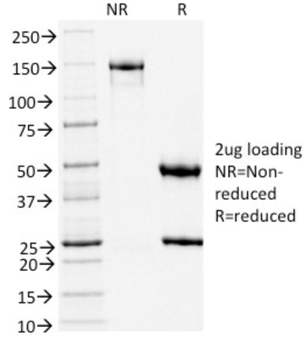 TLE1 Antibody