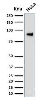 TLE1 Antibody