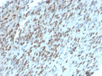 TLE1 Antibody