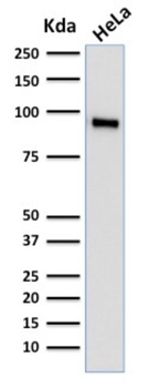 TLE1 Antibody