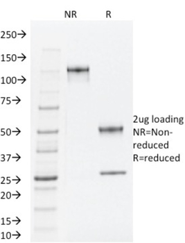 TLE1 Antibody