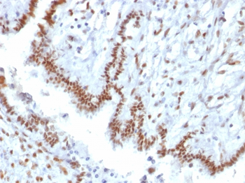 TLE1 Antibody