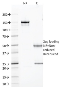 TLE1 Antibody